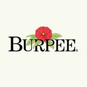 Burpee